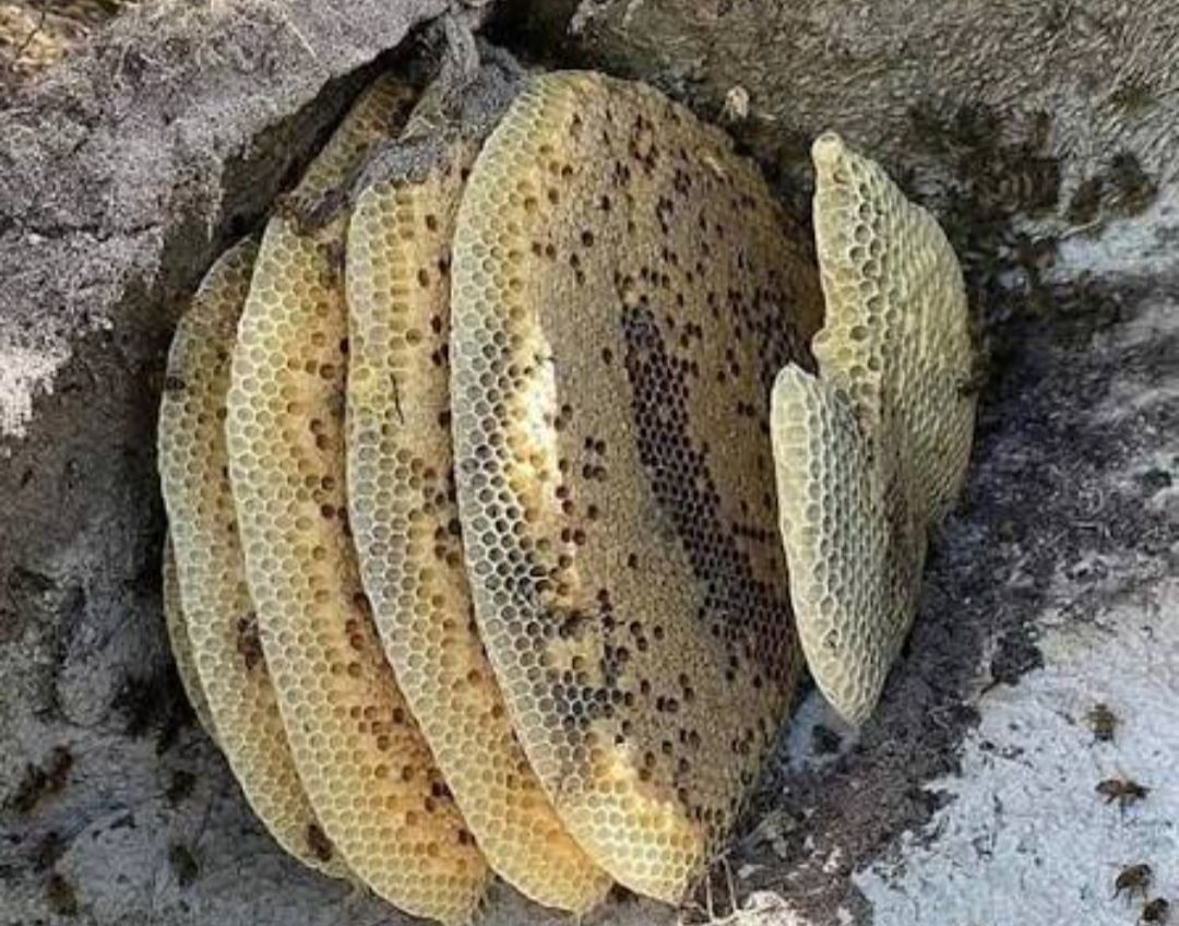 عسل طبیعی
