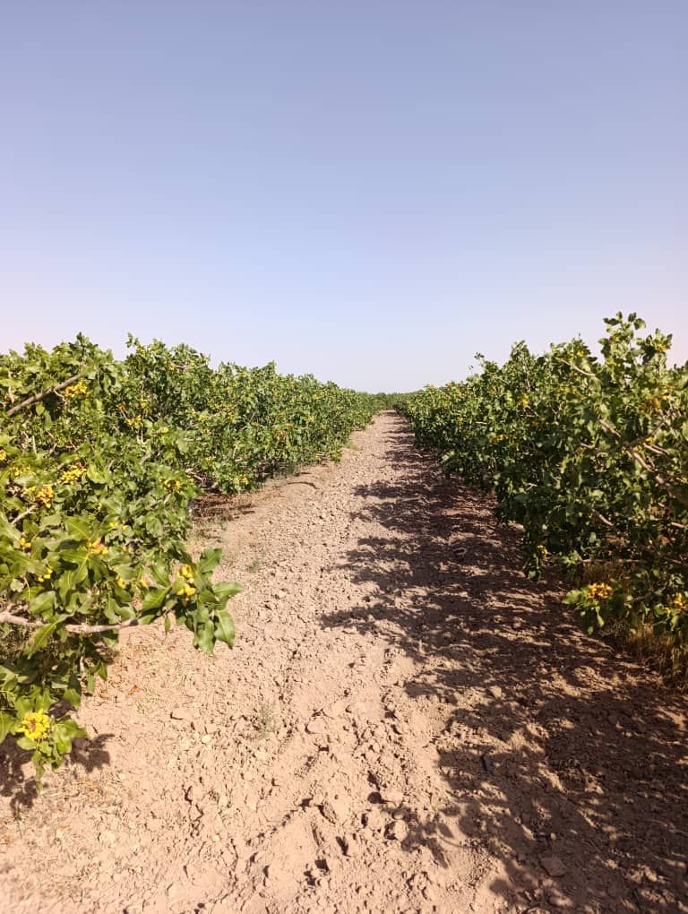 فروش پسته اکبری و احمدآقایی کرمان