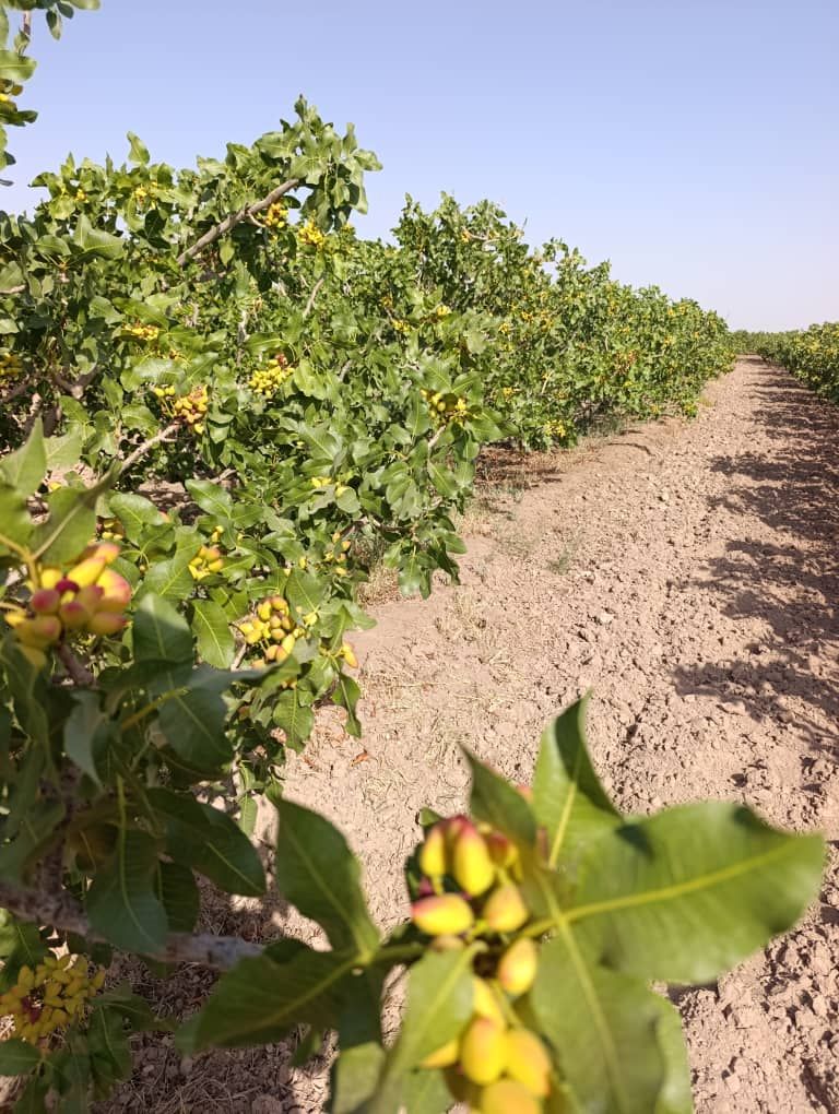 فروش پسته اکبری و احمدآقایی کرمان