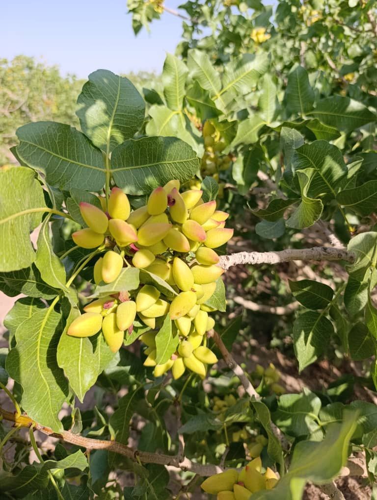 فروش پسته اکبری و احمدآقایی کرمان