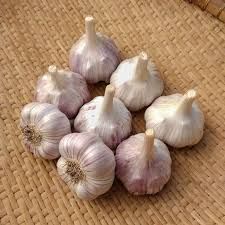 سیر ارگانیک درجه یک خراسان