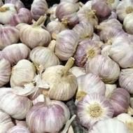 سیر ارگانیک درجه یک خراسان