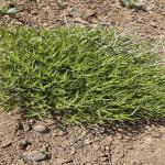 Fresh mountain thyme