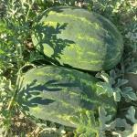 هندوانه بیضی B32پرو اصل
