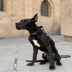 گریت دین dog