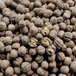 گردوی تازه گردوی تازه