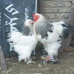 مرغ و خروس برهما کلمبین لایت
