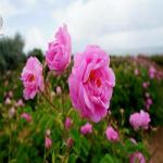 گل محمدی، بابونه