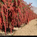 باغ زرشک