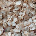 فروش موسیر خشک کوهی