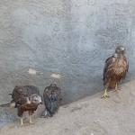 سه عدد جوجه عقاب اصیل ایرانی 