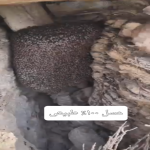 عسل طبیعی