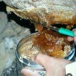 محصولات ارگانیک بشرط اصل 