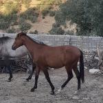 دو عدد اسب سواری نشده تیز زیبا