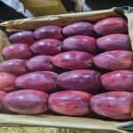 سیب درجه1