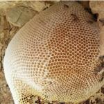 Mountain honey عسل کوهی