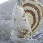 عسل طبیعی 