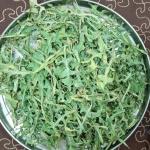 wild lettuce suitable for treatm
