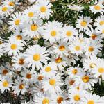فروش دم نوش و چای بابونه