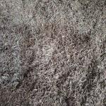 چای گوهی و آویشن ، پشموک 