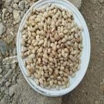پسته درجه یک محصول کرمان