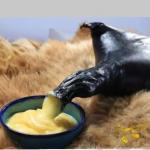 فروش روغن حیوانی اصل کرمانشاه 