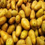 Grade 1 potatoes