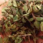 سبزی کوهی مراغه