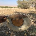 عسل وحشی