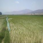 برنج کامفیروزی به شرط طعم بو مزه