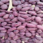 لوبیا قرمز