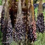 خرما مضافتی بم درجه یک 