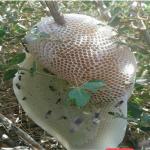 عسل وحشی 