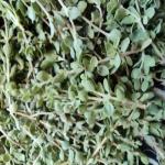 انواع آویشن، چای ترش