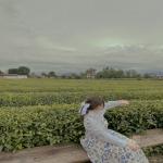 Beautiful Green Land for Sale, Iran