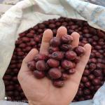 عناب عناب