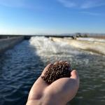 تولید کننده خوراک آبزیان