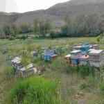 Hirojig Honey