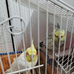 عروس هلندی 