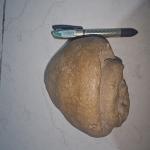 فروش سنگ فسیل ۵۰ میلیون ساله