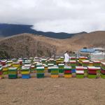 عسل طبیعی کوهستان ایران مازندران 
