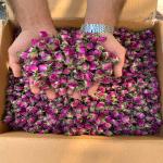 غنچه گل محمدی اعلا با عطر مسحور کننده