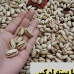 فروش عمده پسته ممتاز 