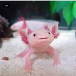 سمندر مکزیکی( Axolotl اَکسولوتِل)