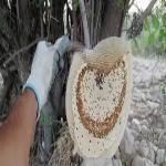 عسل طبيعي وقياسي