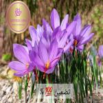 زعفران اصل قائنات ایران برند امین