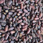 بهترین خرما پیارم