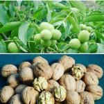 محصولات خشکبار
