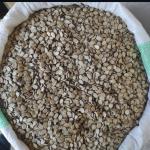 تخمه هندوانه محبوبی 