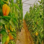 فلفل دلمه گلخانه ای